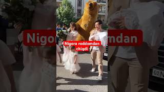 Nigora roddomdan chiqdi newvideo shoubiznes youtube wedding roddom lazizashokuz [upl. by Nugent]