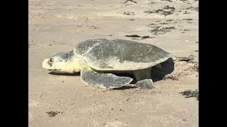 Nesting Kemps Ridley sea turtle on Matagorda Peninsula [upl. by Daphne]