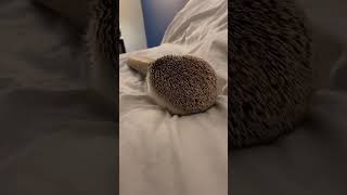 Hedgehog 🦔 985 shorts hedgehog stickyHedgehog cutehedgehogs hedgehoglove [upl. by Acsicnarf]