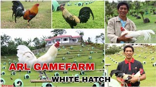 THE ARL GAMEFARM CHICKEN TALK STORY  ARTURO LOPEZ [upl. by Schnur5]