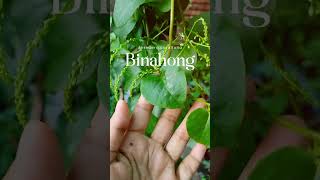 Binahong Anredera Cordifolia binahongfyp bertani menanam [upl. by Aerdnac476]