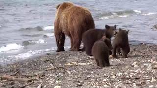 Bärenmutter mit drei diesjährigen Jungen  beim Fischen  im Kurilensee © [upl. by Halette]