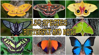 WHICH ONE DO YOU THINK IS THE MOST BEAUTIFUL  130 SPECIES OF BUTTERFLY amp MOTH [upl. by Wilde997]