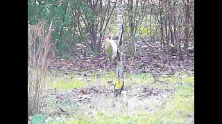 Gros Picvert qui creuse le cerisier et fait quot popoquot  😱 🐦🌳🍒 Oiseau vert rouge [upl. by Amabelle]