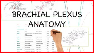 BRACHIAL PLEXUS ANATOMY  ANATOMY SERIES [upl. by Hanima950]