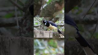 GRALHAPICAÇA 🍂 gralha avesspbrasil birdwatching sãocarlos shorts [upl. by Hsakiv]