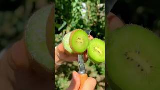 Enjo Beautiful fram fruit videos fruit shorts [upl. by Satsoc]