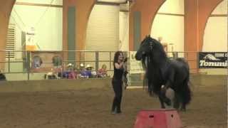 FRIESIAN STALLION UNBELIEVABLE Frederik the Great [upl. by Ydarg]