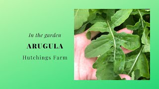 How to identify Arugula in my garden [upl. by Ecinahc]