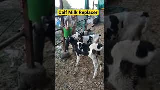 Calf Milk Replacer Buy Here shorts viral short [upl. by Aerbua755]