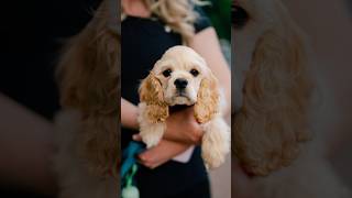 This puppy walked right up to me 😭 streetportraits dogphotography [upl. by Puto731]