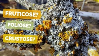 HOW TO RECOGNIZE DIFFERENT TYPES OF LICHENS  Lichen growth forms structures and reproduction [upl. by Currier]