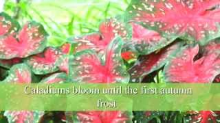 How to Plant Caladium Bulbs [upl. by Vonni489]