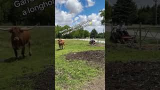 Longhorn cow has a love hate relationship with man trying to mow [upl. by Betsey403]