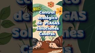 Control ecológico de plagas Soluciones caseras efectivas [upl. by Paddy]