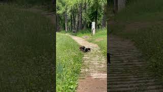 Two Dachshunds Love Playing Together in Serene Mountainous Landscape  1503414 [upl. by Ahsinek]