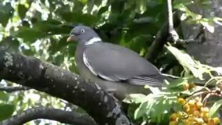 Columba palumbus Colombaccio [upl. by Yclehc]