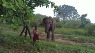 Feeding a wild elephant [upl. by Wein]