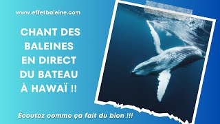 Chant des Baleines en direct du bateau à Hawaï  Écoutez comme ça fait du bien [upl. by Cirle]