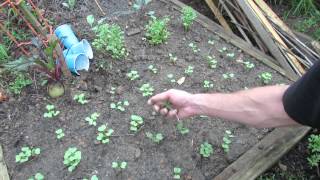 Fall Gardening Planting Radishes for Maximum Size Using a 2 x 2 Grid  TRG 2014 [upl. by Ahsoyem358]