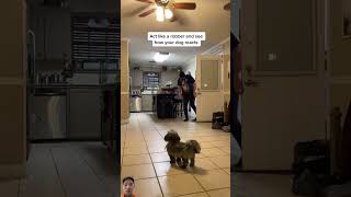 dog cobberdog puppy goldendoodle poodle dogtraining funny [upl. by Senn67]