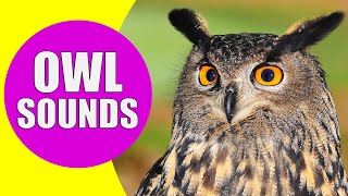 OWL Sounds  Different Types of Owls and Their Sounds [upl. by Dadinirt]