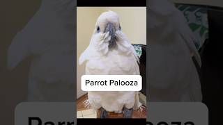 sleepy Parrot 🤐😗🙂‍↕️ music remix funnylovebird parrot pets cutebird [upl. by Idroj8]