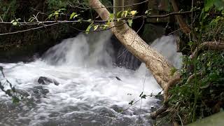 Water flows taken in Painswick Cotswolds fypシ゚viral youtube relaxing waterfall water [upl. by Moclam176]