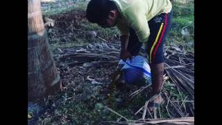 Jeevamirtham organic fertilizer for coconut trees [upl. by Bonar988]