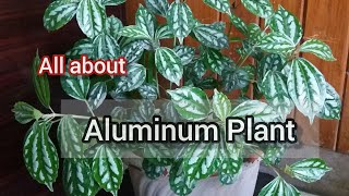 Pilea Cadierei  Aluminum Plant care tips [upl. by Alemak]