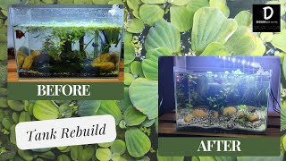 Rebuilding My Aquarium with River Sand A StepbyStep Guide [upl. by Erwin]