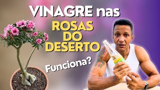 O poder do Vinagre no cultivo de Rosas do Deserto [upl. by Koeppel]