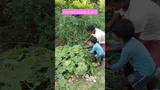 Redge guard harvest in my garden 🏡🏡 garden harvest redge music trending shorts [upl. by Ecinert892]