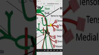 Mandibular division of trigeminal nerve V3 [upl. by Estes431]