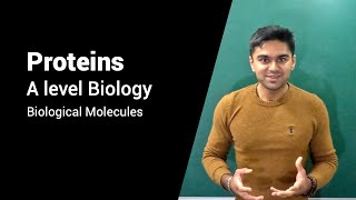 From Amino acids to Protein Structure Mastering Proteins for A level Biology  Biological Molecules [upl. by Nrev]