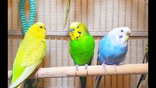 Pleasant American Parakeets Chirping Singing and Playing 4Hr of relaxation [upl. by Boutis]