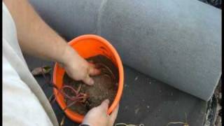 How to plant a tropical water lily [upl. by Zach]