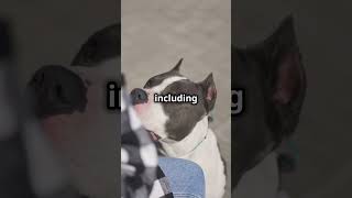 Why Do Dogs Sniff the Ground 🐶 doglover dogshorts dog [upl. by Bain]