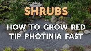 How to Grow Red Tip Photinia Fast [upl. by Hynda]