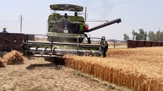 Kartar 4000 harvester combine  harvesting and dropping wheats 🌾 in the trolley [upl. by Fotina]