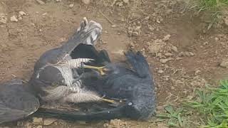 Sparrowhawk fight with jackdaw [upl. by Savannah]