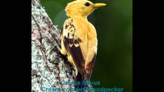 Creamcolored Woodpecker [upl. by Eus]