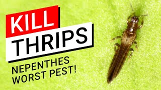 😡 How to kill Thrips on Nepenthes 💀 the worst pest ever 😱 [upl. by Aehta447]