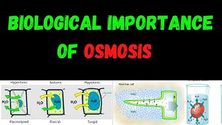 Biological Importance Of Osmosis  Osmosis  Colligative Properties  Osmotic Pressure [upl. by Sjoberg]