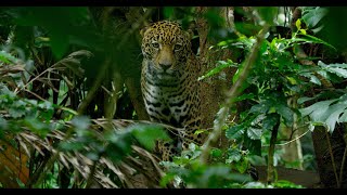 Costa Rica The Rise of Nature  Trailer 2021 [upl. by Halyahs359]