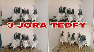 kanto wale 3 jora teddy kabootar pyor teddy kalsira 3 jora sale [upl. by Sitoiganap]