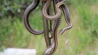 SUMMER SNAKES GALORE Catching 30 Garter Snakes [upl. by Durr]