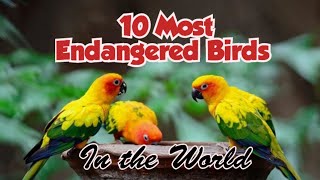 Top 10 Most Endangered Birds In The World Endangered Birds On Earth IUCN  Extinct Animals Speech [upl. by Aljan]