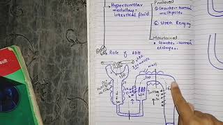 Urine concentration part 2 hyperosmolar medullary interstitial fluid stepwise [upl. by Geof399]