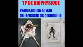 Tp de biophysique  perméabilité à leau de la vessie de grenouille [upl. by Saxena]